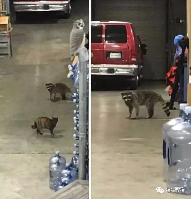 流浪小猫和消防员相亲相爱四年后，最近被一封匿名信打破了幸福