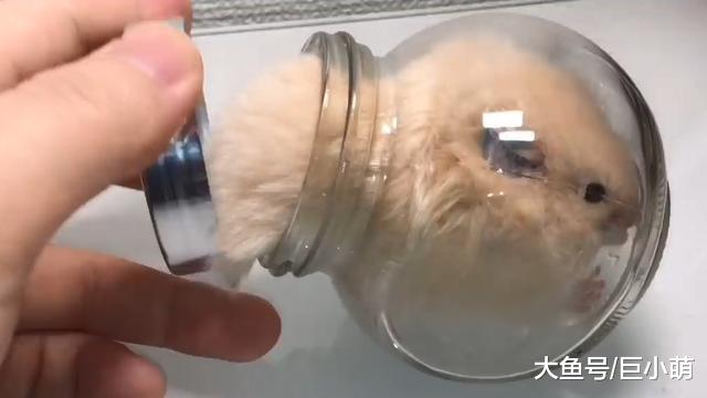 给仓鼠染蓝色，还把仓鼠塞进瓶子，仓鼠再便宜也不能这么玩