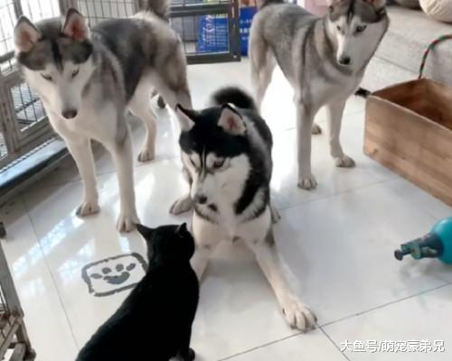 家里来只黑猫并对哈士奇展开“攻击”，猫：放心！哥只找有眼缘的！