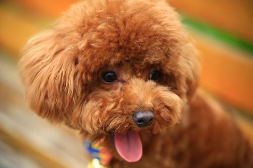 这5件事情最好别对泰迪犬做，它会伤心难过，你中招没有？