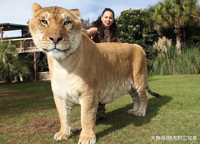 世界上存在比狮子老虎都厉害的猫科动物吗？网友说可能是它