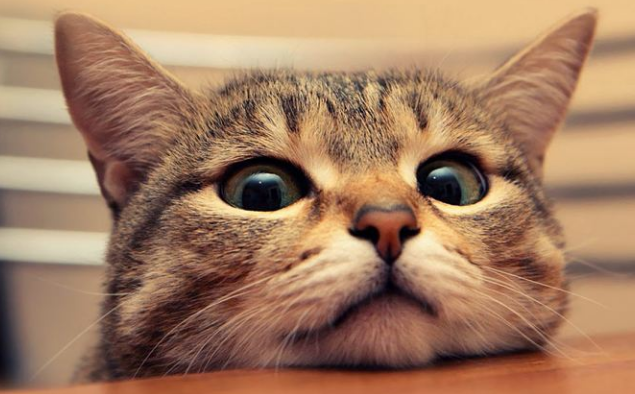 洪丝分享-养猫的5大好处介绍