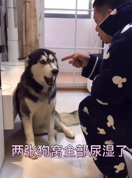 哈士奇把床尿濕了，主人打算家法伺候，不料狗狗叼來了這個！