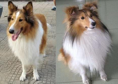 苏牧和喜乐蒂傻傻分不清？其实很简单，看这5个地方就行！