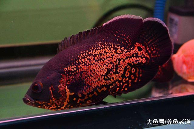 都说观赏鱼养单不养双，为什么我养的鱼是单数，反而会打得更凶？