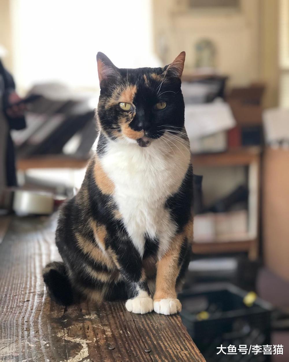 不光人類，貓咪到了老年也可能會患上認知功能障礙，俗稱老年癡呆