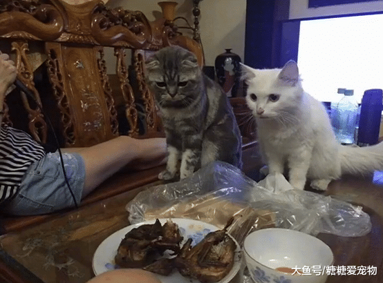 主人晚饭开荤，家里的馋猫们坐不住了，铲屎官：小贼，哪里逃！