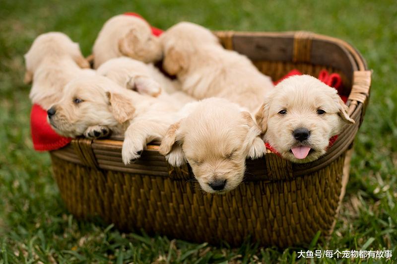 多少宠主怀疑过自己买了一只假狗，越萌的狗长大了越像个小恶魔