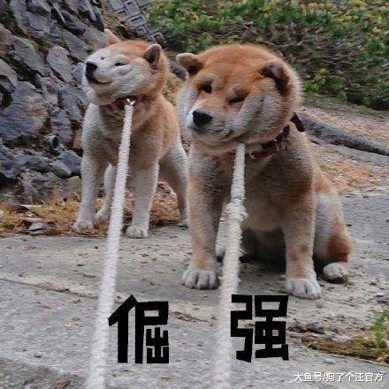 谁知道这狗什么品种