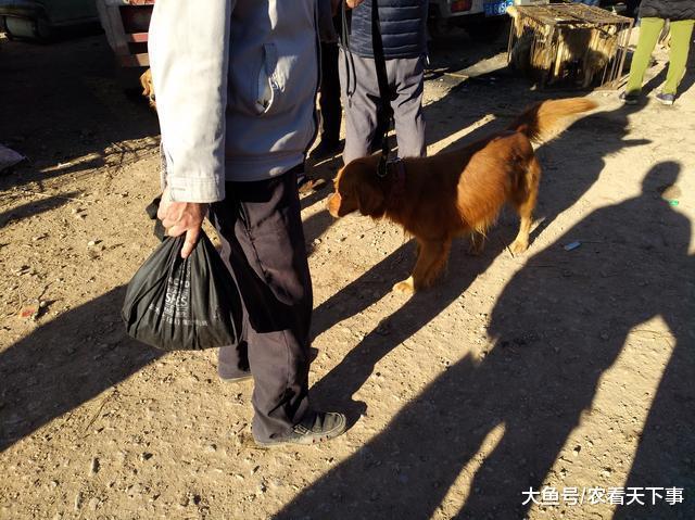 一人在狗市700元出售成年金毛, 为何商贩只按“5块”收购?