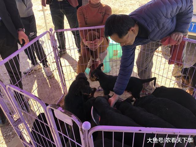 莱州红犬引来多人围观, 买主直言“这狗一身的虫, 怎么养? ”