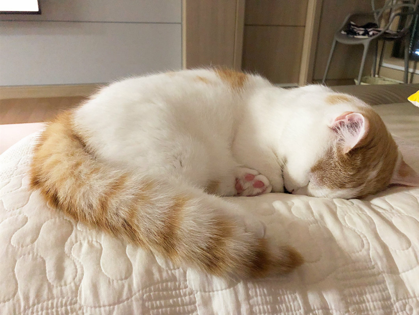 想知道猫咪爱不爱你，看它的睡姿就知道，信任你的姿势是这个
