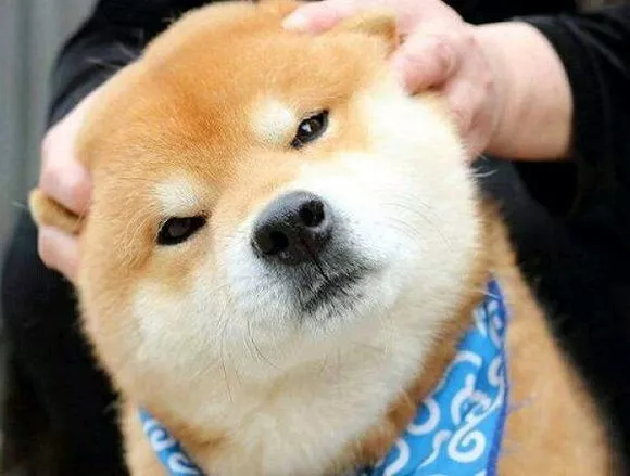 别人是《向往的生活》，而我是向往的狗子！