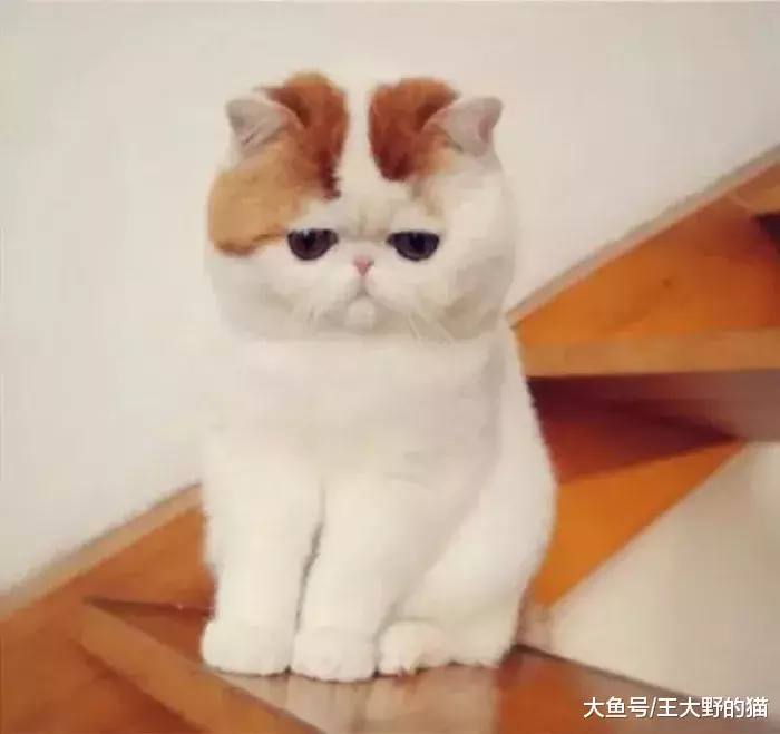 可爱又通人性的“明星加菲猫”，为什么很多人想养却又不敢养？