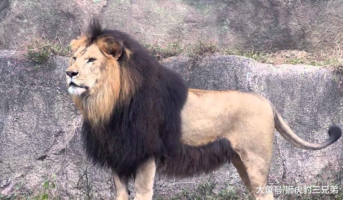 巴巴里獅是否被過譽了？實際上它連東北虎都打不過？