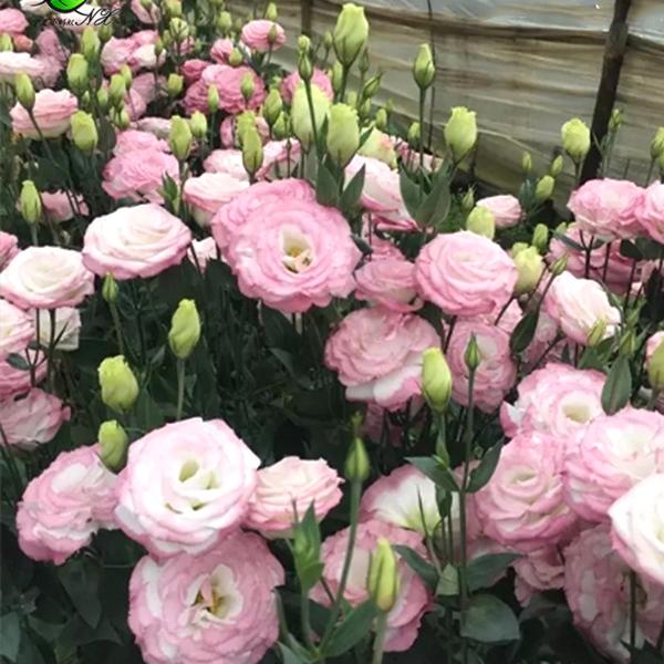 适合懒人养的“盆栽”花卉，好养花色多，花开满屋飘香