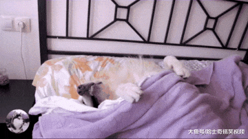 男子起床做个早饭，回来看到金毛却懵了，女主人哪儿去了？