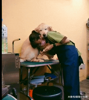 老阿金剪指甲怕爆！美容师用魔法姿势让它秒放松睡到脚滑