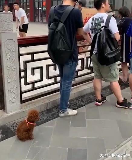 主人带狗狗买奶茶，想去逛街让狗狗排队，狗狗：你不怕失去我吗？