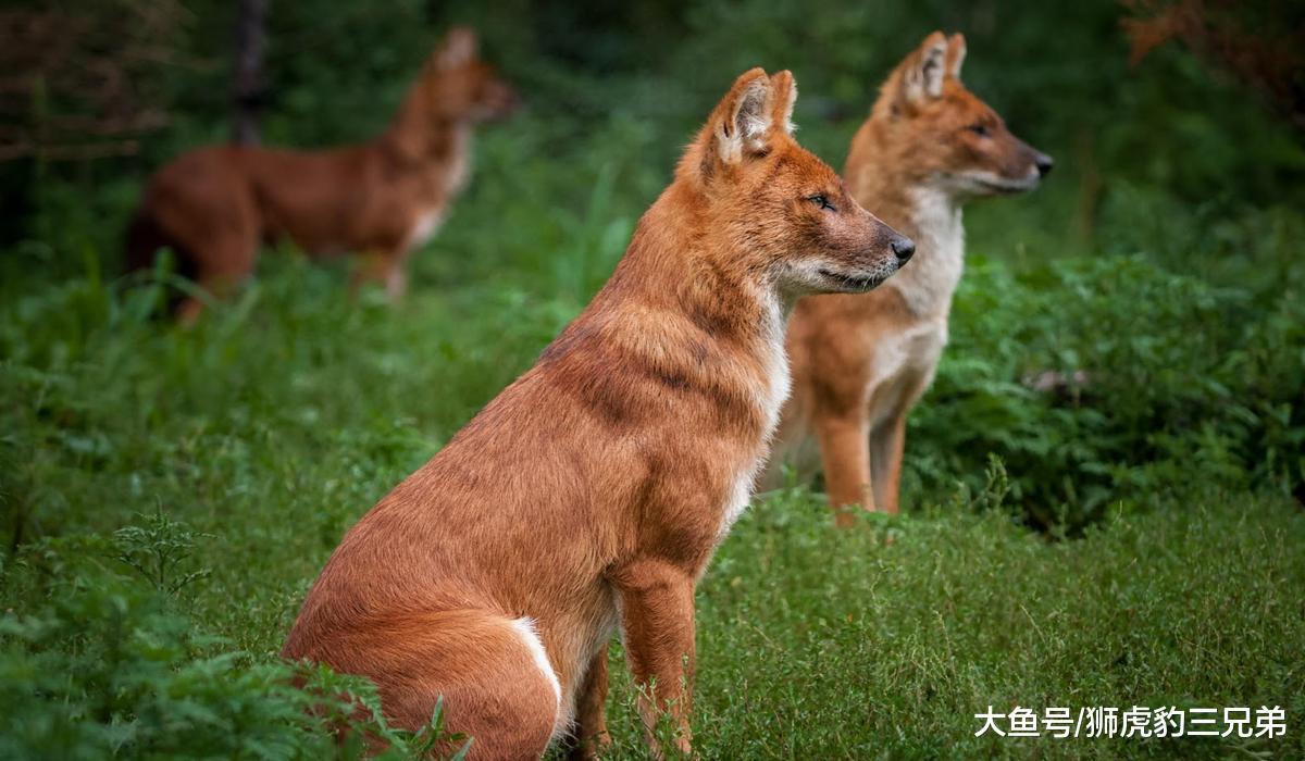 森林中生活着一种比非洲鬣狗还“无耻”的动物, 老虎都害怕它
