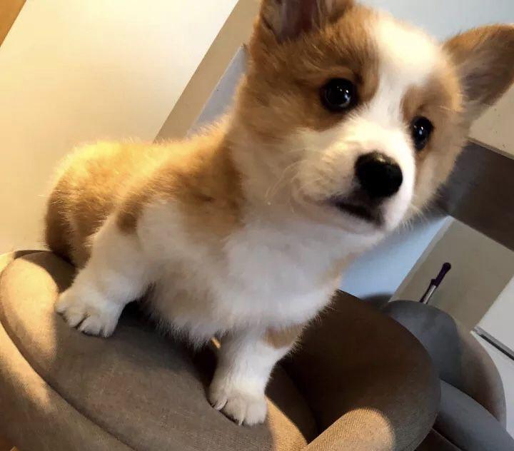 拥有一只小柯基后, 我的生活充满了幸福的时光