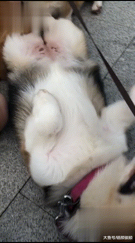 柯基：你居然摸了别的狗！主人：你听我解释，柯基：我不听我不听