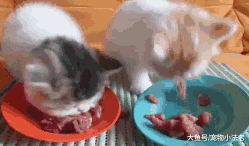 就是因为我是流浪猫，所以连活下去的资格也没有吗！