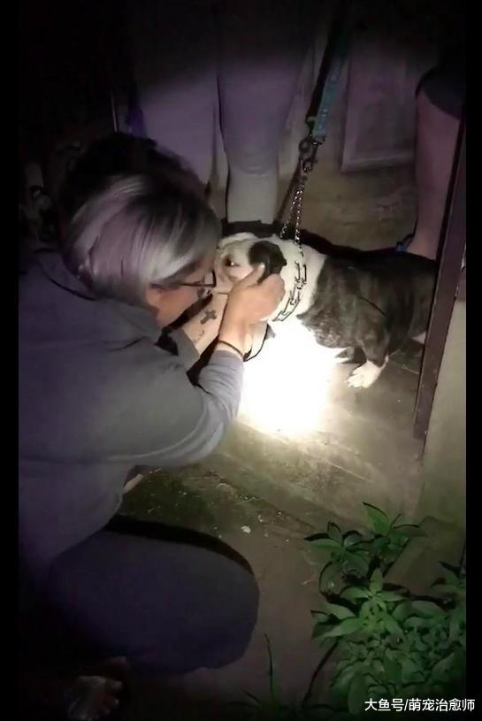 斗牛犬被主人拴在地牢里繁殖小狗，它每晚的悲鸣声听了很是心痛