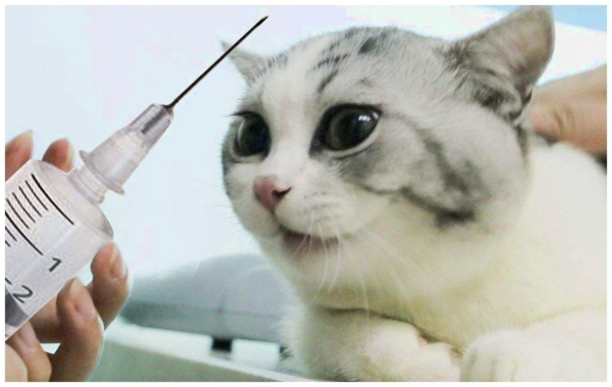猫咪在医院打点滴, 一脸憔悴, 它的撒娇真是让主人心疼不已!