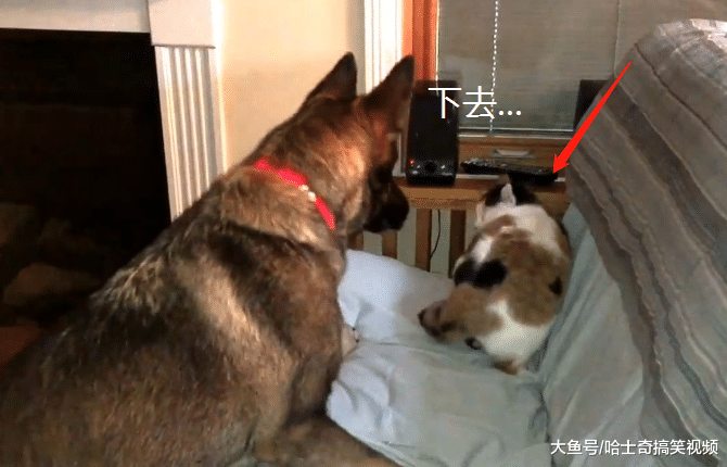 网友的德牧3岁了，却当了2年的“管家”，猫咪被管得很老实