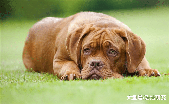 會做下面5件事的狗狗，說明它的智商很高，你家的占了幾個？