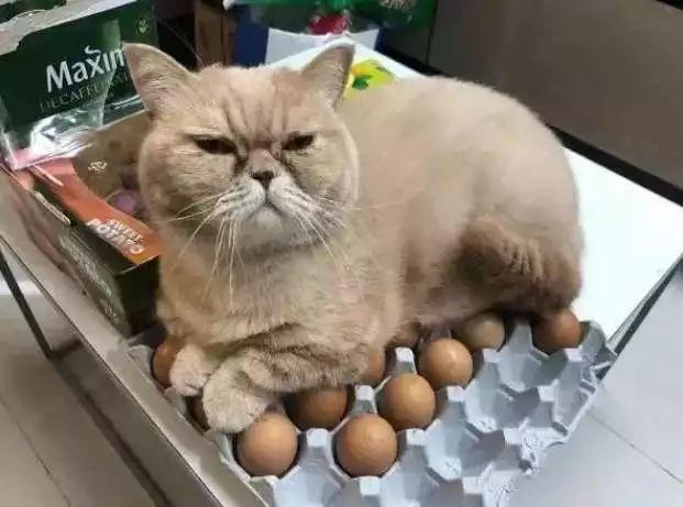 猫主子们大搞怪! 千万不要对猫竖中指, 否则…