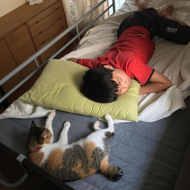 小主人想撸猫，结果脸上被抓出3到伤痕，他不放弃拿出秘密武器