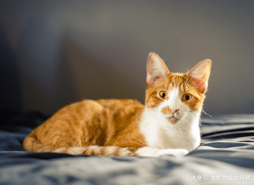 小橘猫被困在高速路上，小伙封路救猫，却被小橘猫“戏耍”了三次