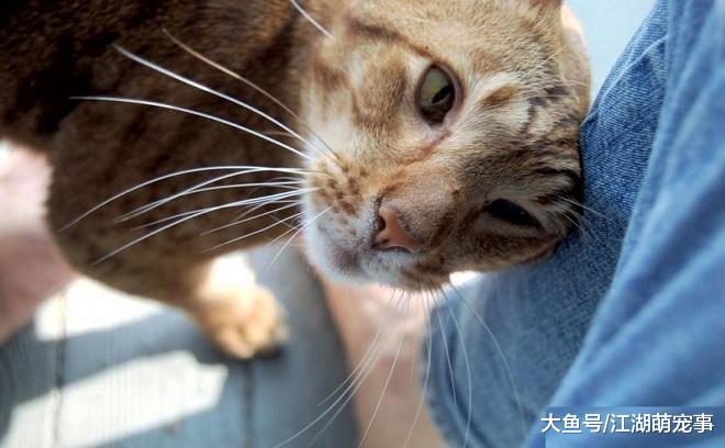 如何读懂喵星人的爱，看有没有这6个行为就知道了