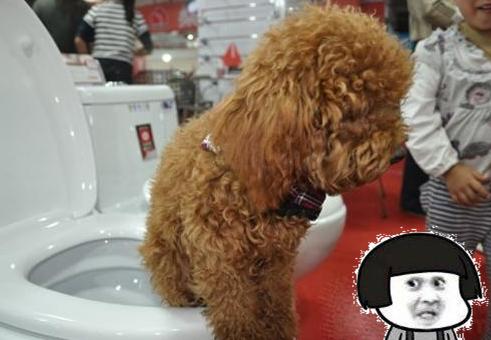 泰迪到处尿尿家里满是臭味，教你5招，让它三天学会定点方便！