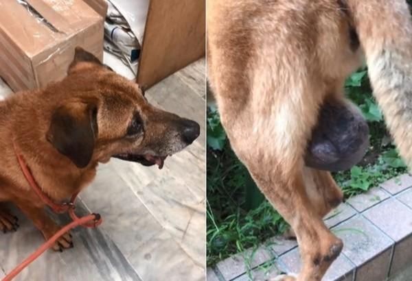 13岁的老狗被丢在路边，当它知道自己被遗弃时，忍不住哭了