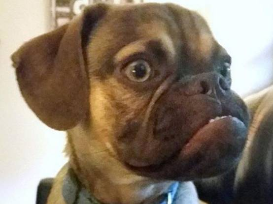 为何狗狗总爱发脾气？这些原因你都知道吗？