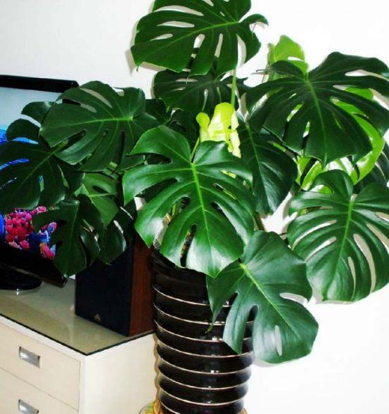这3种花再贵也要买，养10盆都不介意，摆在客厅里，身体更强壮！