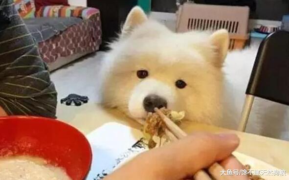 想要饲养萨摩耶？那么它的这些缺点，你需要扛住！