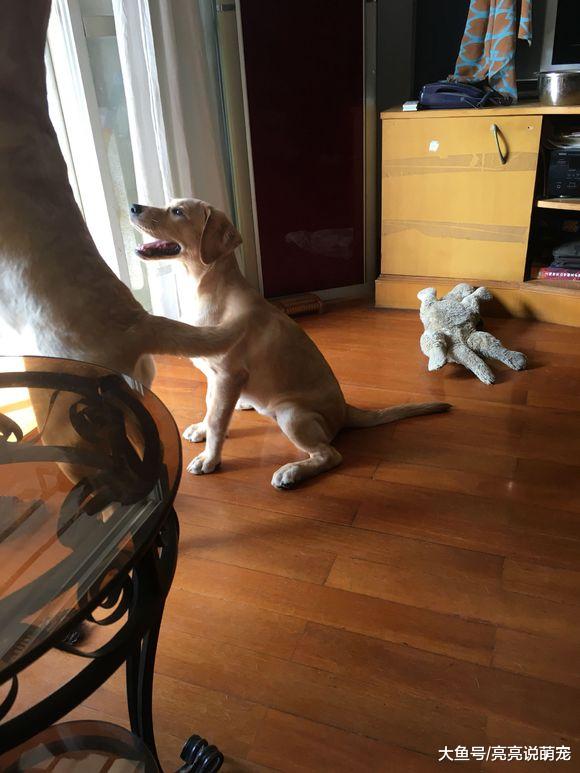 两只狗子只能看着窗外，出门玩只能是想想，狗：好久没出去了