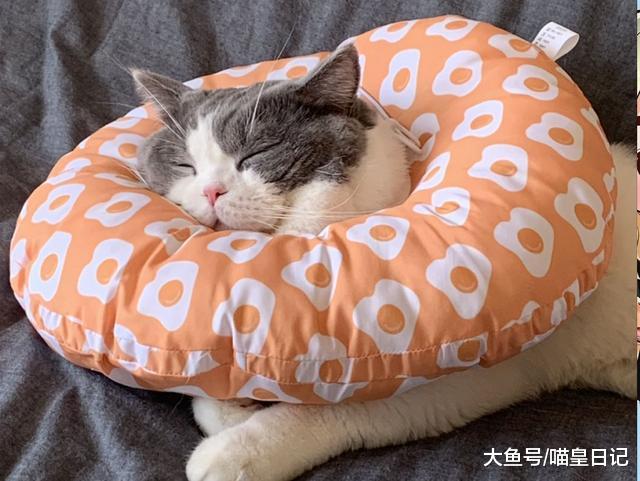 三个步骤测试猫的智商，满分21分，10分以上基本安全