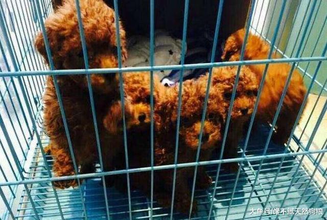 购买狗狗需谨慎, 这“5种情况”的狗狗, 劝你别买!