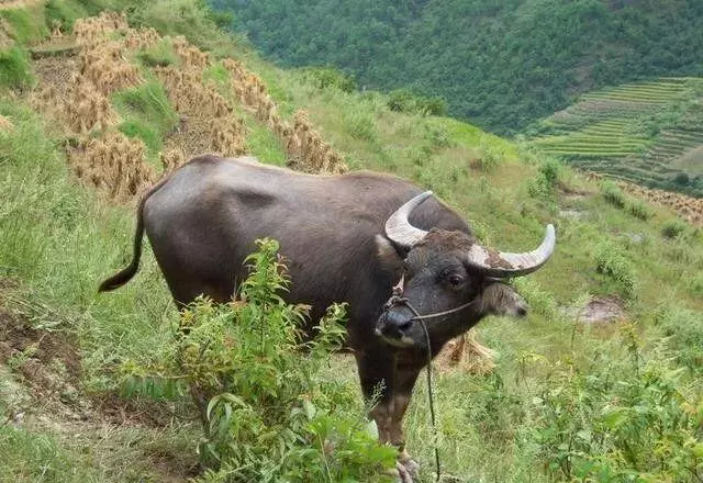 十件颠覆你三观的动物界怪事, 猫头鹰会养宠物, 蝴蝶爱喝乌龟眼泪