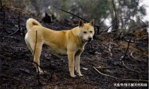 狗狗臨死前躲起來，原來是這5個原因，別再說怕你傷心了！