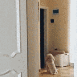 一天二十四小时都在为家人操心，其实每条狗狗都想拥有这样幸福的忙碌！