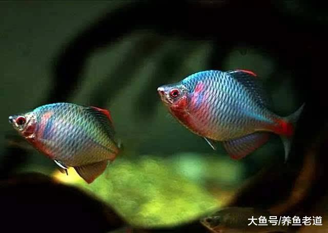 這種小原生魚的繁殖方法很奇特，飼養它們還要在魚缸里養河蚌！