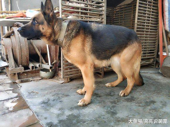 德牧在院里负责看门，主人却在屋里睡觉，也不出来看它一下