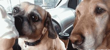 爆笑GIF 美女去玉米地干啥去？玉米苞都还没长呢！