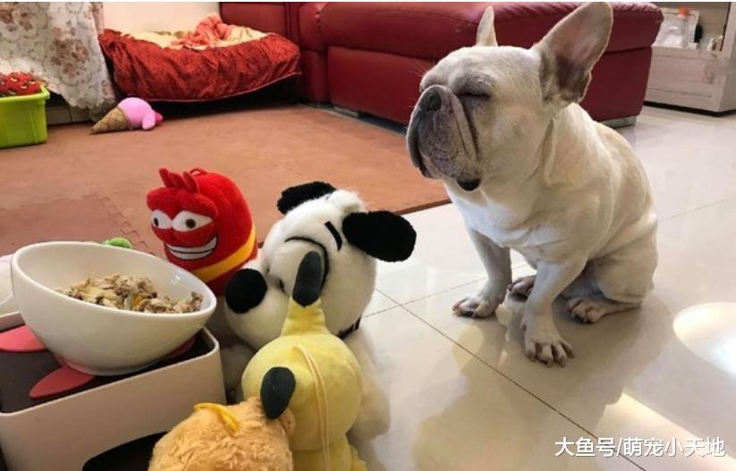法斗饭前眯眼祷告20分钟，饲主爆背后诡计笑翻网友